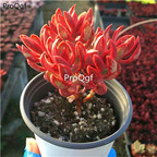 28usd Ngryise 2Pcs A Set echeveria tangguojin plant