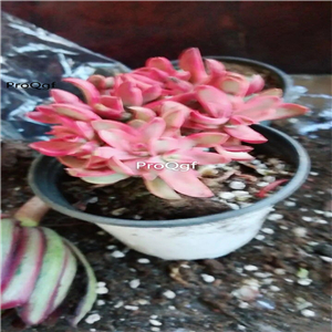 28usd Ngryise 2Pcs A Set echeveria tangguojin plant
