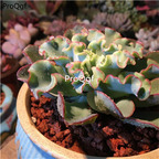 18usd Ngryise 3Pcs A Set blue fox lanhu plant