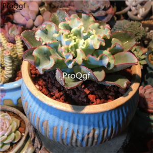 18usd Ngryise 3Pcs A Set blue fox lanhu plant