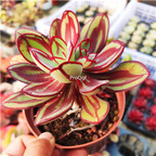19usd 2Pcs A Set wanyehongsi plant