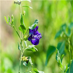 25usd Prodgf 10Pcs A Set blue butterfly pea seed