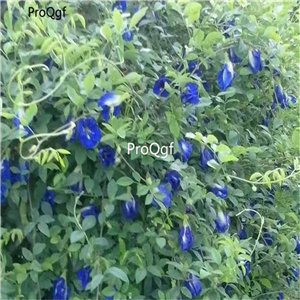 25usd Prodgf 10Pcs A Set blue butterfly pea seed