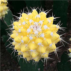 29usd Prodgf 2Pcs A Set four color choice plant