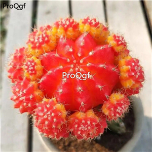 29usd Prodgf 2Pcs A Set four color choice plant