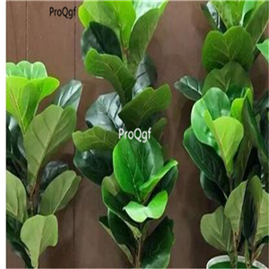 29usd Ngryise 50Pcs A Set  fiddle leaf fig  seed
