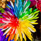 19usd Ngryise 8000Pcs A Set Rare rainbow chrysanthemum seed