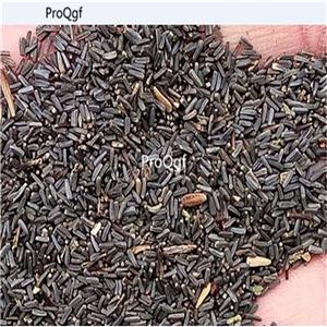 19usd Ngryise 8000Pcs A Set Rare rainbow chrysanthemum seed