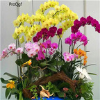 19usd Ngryise 3000Pcs A Set phalaenopsis orchid seed