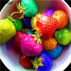 50usd Ngryise 50000Pcs A Set Rare rainbow strawberry seed