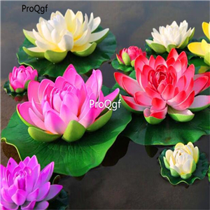19usd Ngryise 200Pcs A Set Rare lotus water lily seed