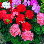 19usd Ngryise 500Pcs A Set Rare geranium seed