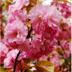 19usd Ngryise 1000Pcs A Set japanese sakura seed