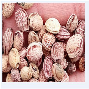 19usd Ngryise 1000Pcs A Set japanese sakura seed