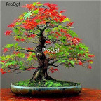 19usd Ngryise 2000Pcs A Set rainbow maple seed