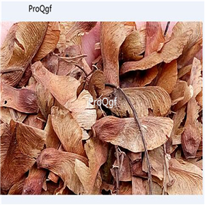 19usd Ngryise 2000Pcs A Set rainbow maple seed