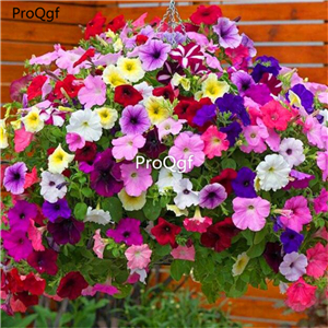 19usd Ngryise 8000Pcs A Set rainbow petunia seed