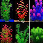 19usd Ngryise 8000Pcs A Set aquatic grass seed