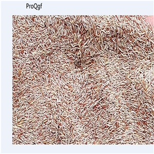 19usd Ngryise 8000Pcs A Set aquatic grass seed