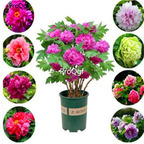 19usd Ngryise 2000Pcs A Set mixed random peony seed