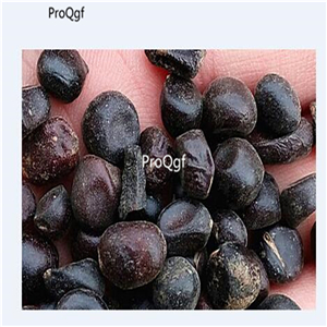 19usd Ngryise 2000Pcs A Set mixed random peony seed