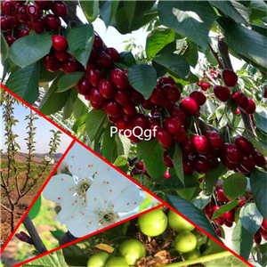 19usd Ngryise 1000Pcs A Set cherry cherry seed