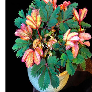 19usd Ngryise 2000Pcs A Set mimosa shy grass seed