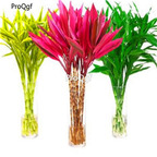 19USD Ngryise 3000Pcs A Set lucky bamboo SEED