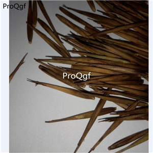 19USD Ngryise 3000Pcs A Set lucky bamboo SEED