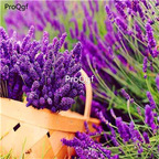 19usd Ngryise 8000Pcs A Set purple lavender seed