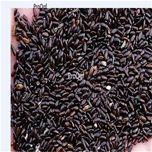 19usd Ngryise 8000Pcs A Set purple lavender seed