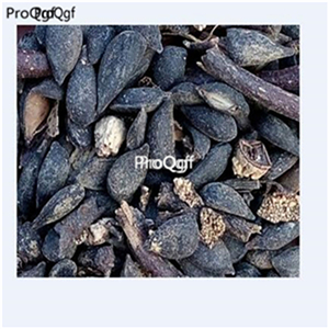 19usd Ngryise 3000Pcs A Set giant fengshuili pear seed