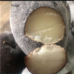 19usd Ngryise 3000Pcs A Set black pear seed