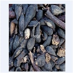 19usd Ngryise 3000Pcs A Set black pear seed