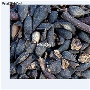 19usd Ngryise 3000Pcs A Set xinjiang ugly pear seed
