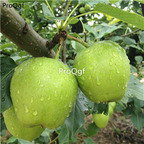 19usd Ngryise 3000Pcs A Set early zaosu pear seed