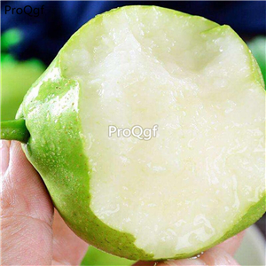 19usd Ngryise 3000Pcs A Set early zaosu pear seed