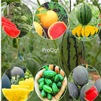 19usd Ngryise 2000Pcs A Set  mixed random watermelon seed