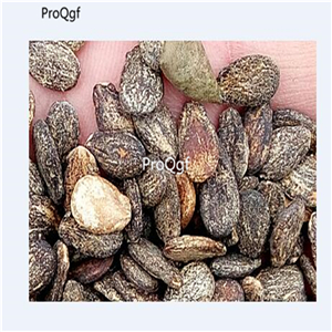 19usd Ngryise 2000Pcs A Set  mixed random watermelon seed