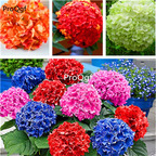 19usd Ngryise 3000Pcs A Set  hydrangea seed