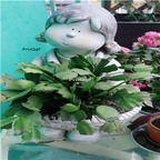 59usd Ngryise 1 Set Creative Europe lovely girl series flower pot statue