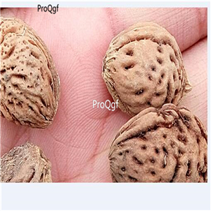 19usd Ngryise 100Pcs A Set yellow peach seed