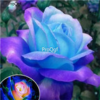 19usd Ngryise 2000Pcs A Set blue rose seed