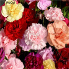19usd Ngryise 8000Pcs A Set rainbow carnation seed