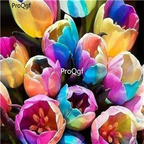 19usd Ngryise 50Pcs A Set rainbow tulip bulb