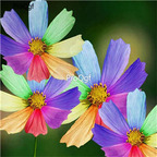 18usd Ngryise 8000Pcs A Set lucky rainbow chrysanthemum seed