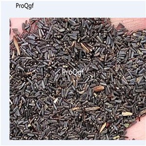 18usd Ngryise 8000Pcs A Set lucky rainbow chrysanthemum seed