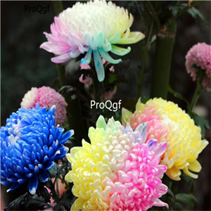19usd Ngryise 8000Pcs A Set small rainbow chrysanthemum seed