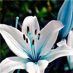 15usd Ngryise 30Pcs A Set blue tulip bulb