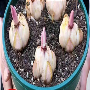 15usd Ngryise 30Pcs A Set blue tulip bulb